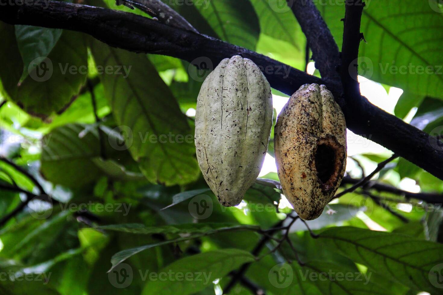 Close-up of two cacao pods hanging from a tree branch in a tropical forest, one fresh and the other decaying. photo