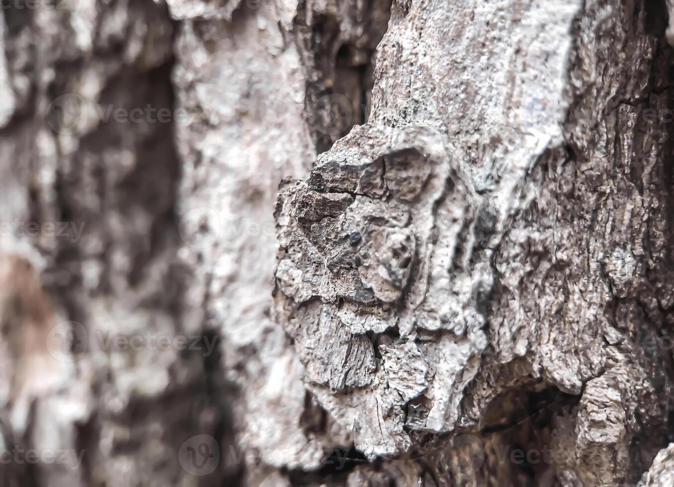 Close-up of rough tree bark texture with intricate natural patterns, cracks, and earthy tones photo
