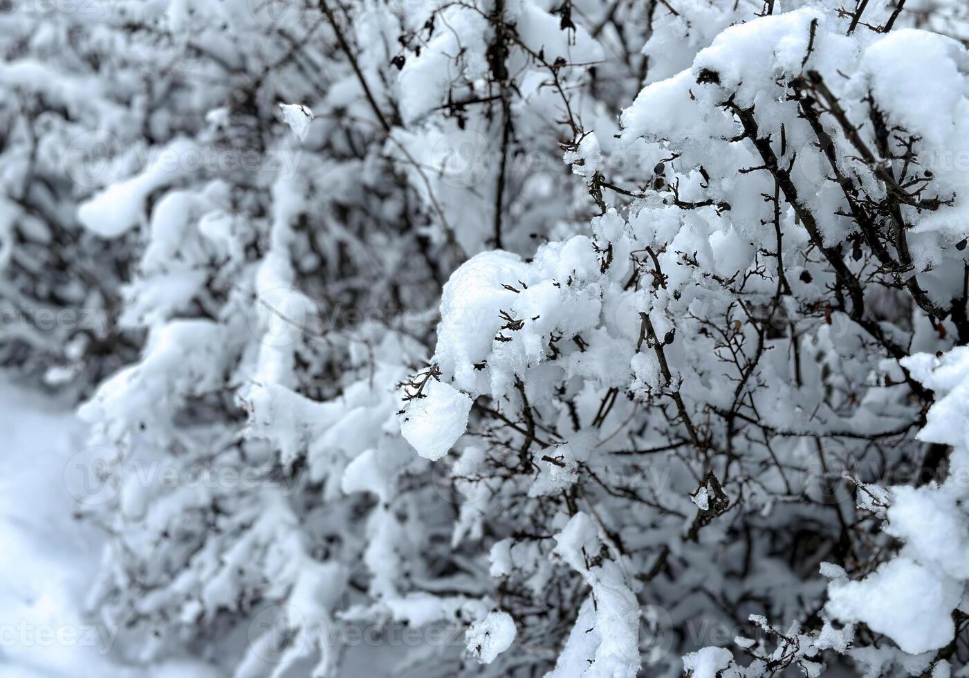 Close-up of snow-covered branches in a winter landscape photo