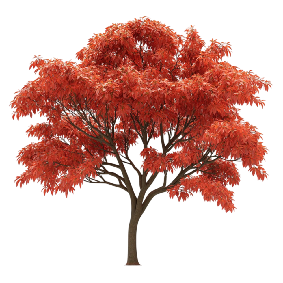 Autumn Maple Tree with Red Leaves png
