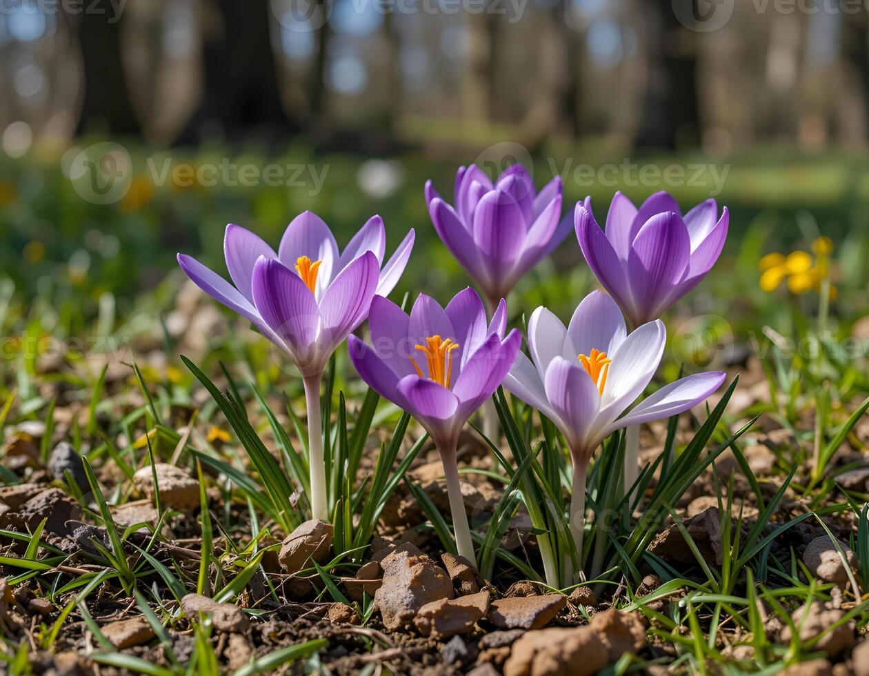 crocuses blooming in spring. Purple, white, and yellow flowers with bright orange stamens create a harmonious composition against background of earth and greenery. photo