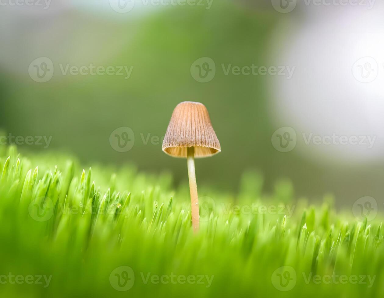 Tiny Mushrooms Growing in Green Grass with Soft Bokeh Background photo