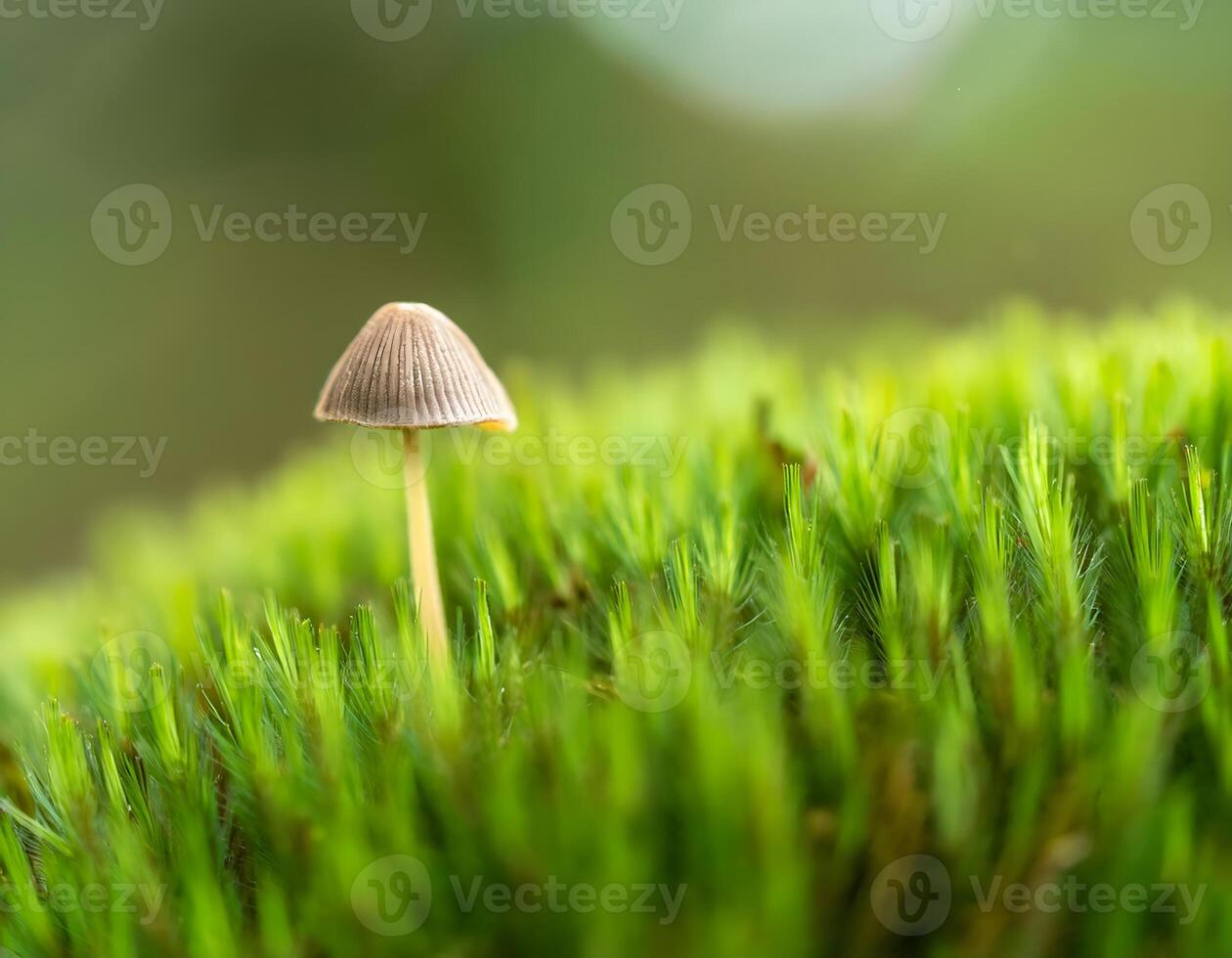 Serene Forest Scene with Tiny Mushrooms and Lush Greenery photo