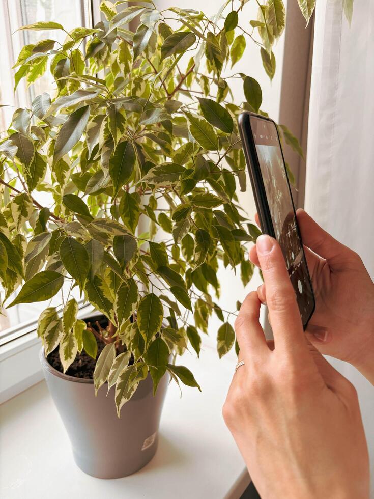 Woman's hands holding smartphone to take a photo of potted ficus plant at home on windowsill. Hobby.