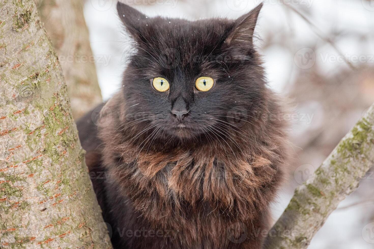 A black and brown cat sits on a tree. photo