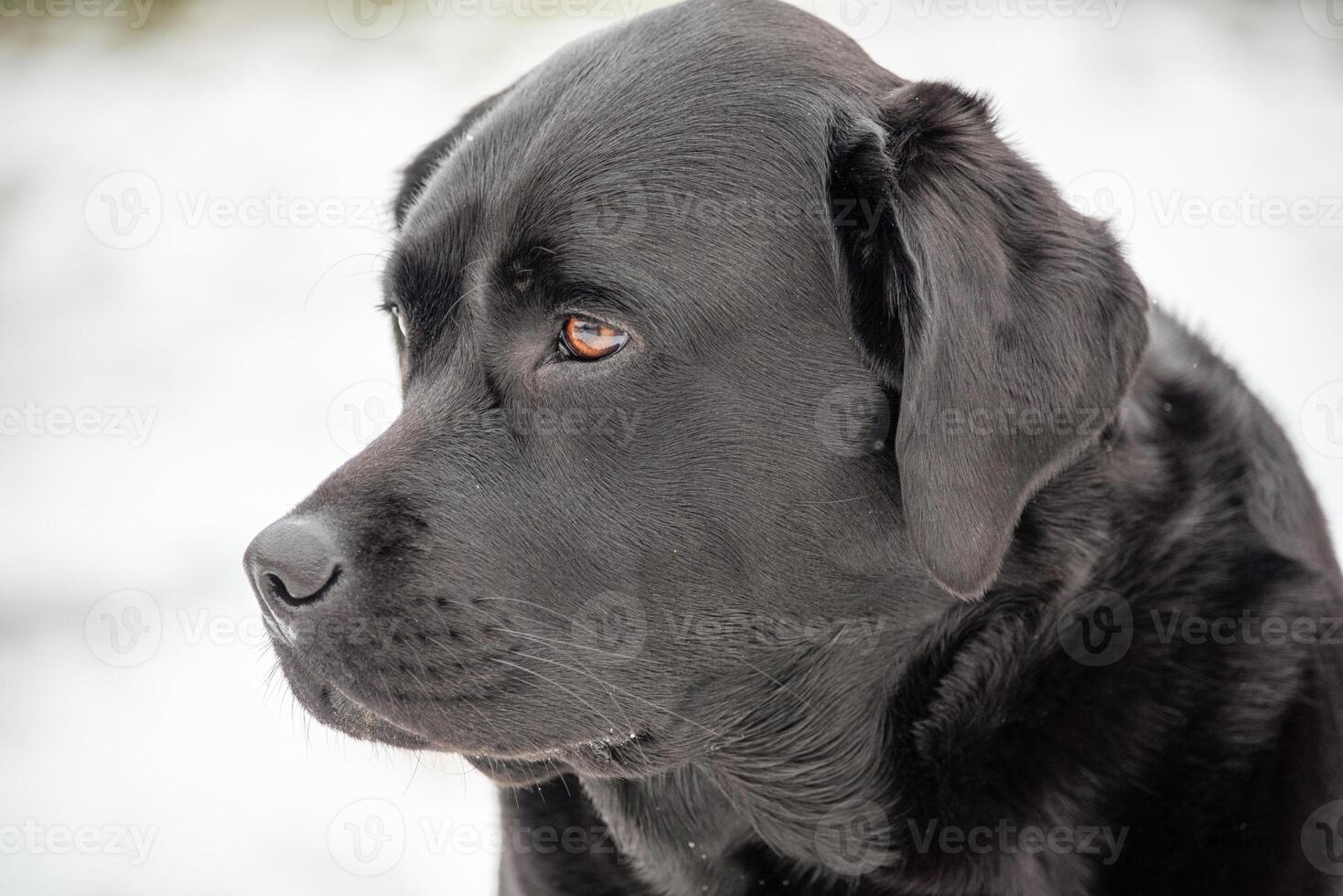 Black Labrador Retriever dog outdoors. Pet dog. photo