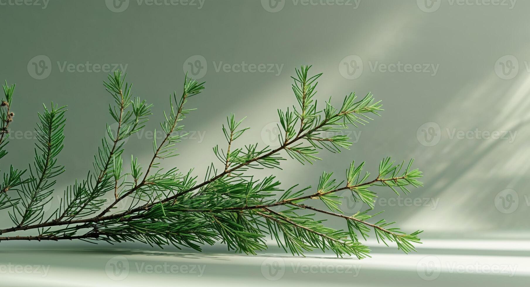 A branch of evergreen tree on a white background photo