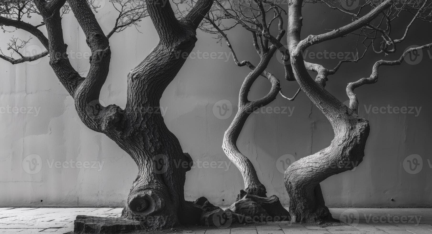 Black and white photograph of trees in front of a wall photo