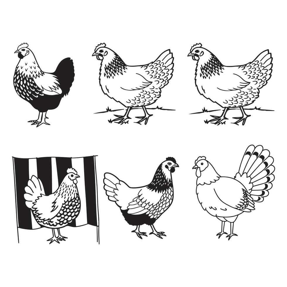 Set of chicken hen farm animal vector