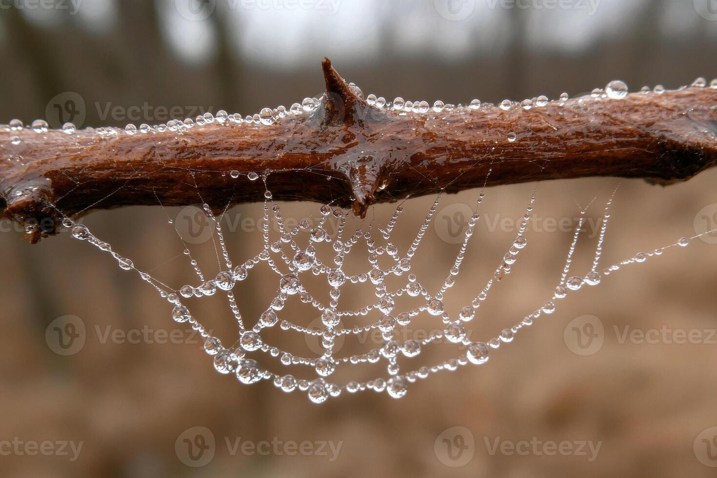 A spiderweb covered in water droplets hangs from a branch photo