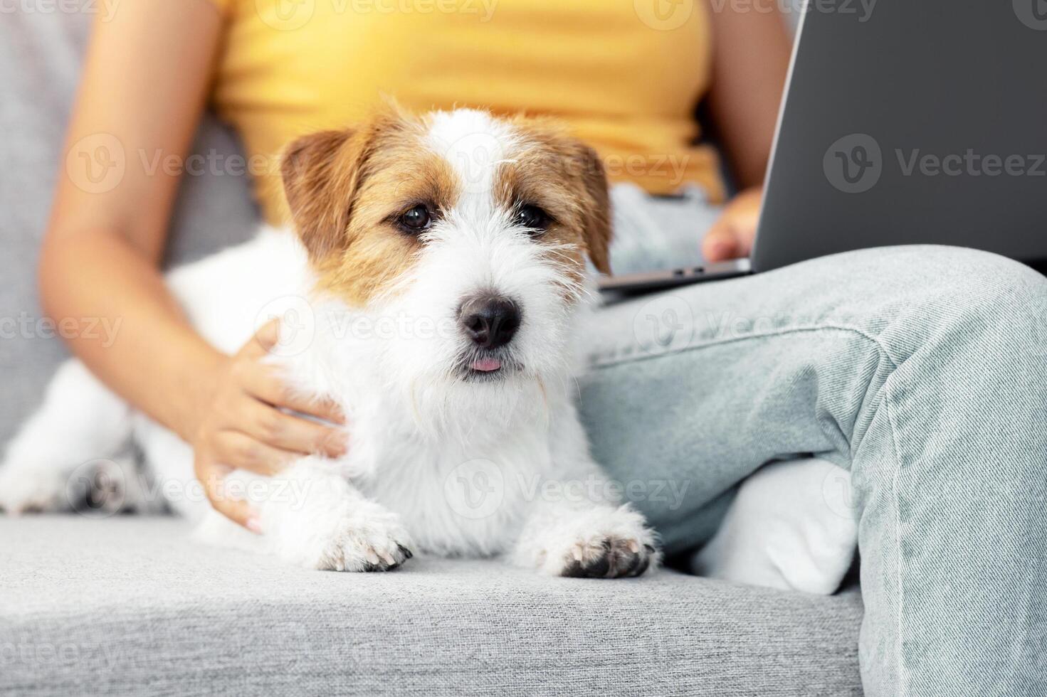 Loving loyal red and white doggy long coat jack russel terrier laying by his working owner, unrecognizable young woman sitting on couch with laptop and petting her sweet puppy, closeup on dog photo