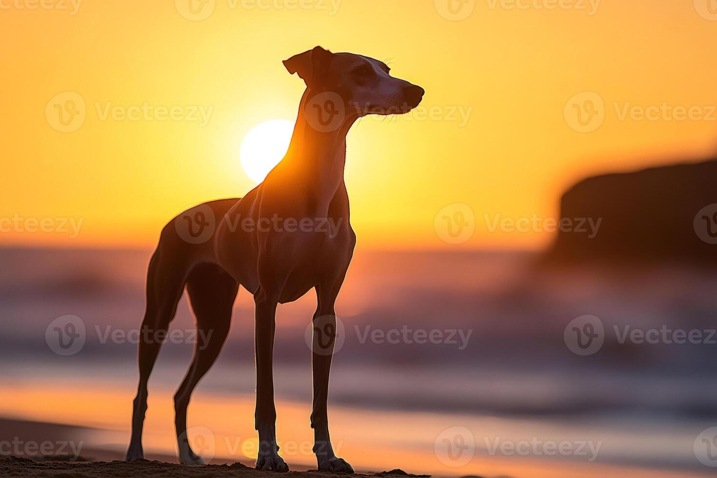 Italian greyhound posing on the beach at sunset photo