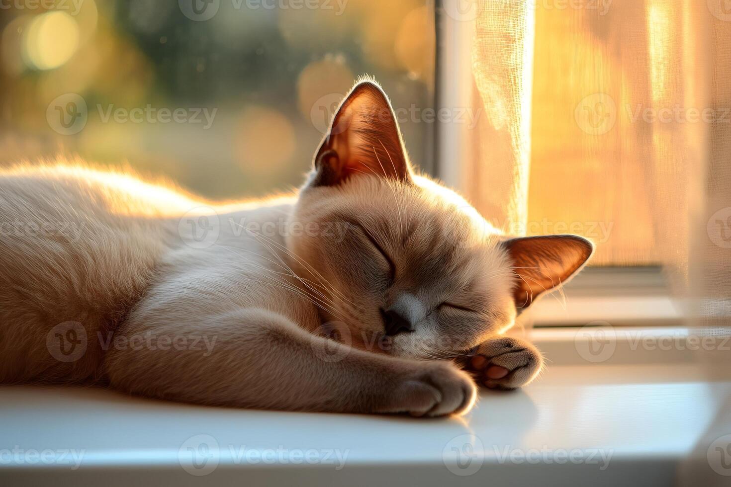 Cute kitten sleeping peacefully on windowsill during golden hour sunset photo