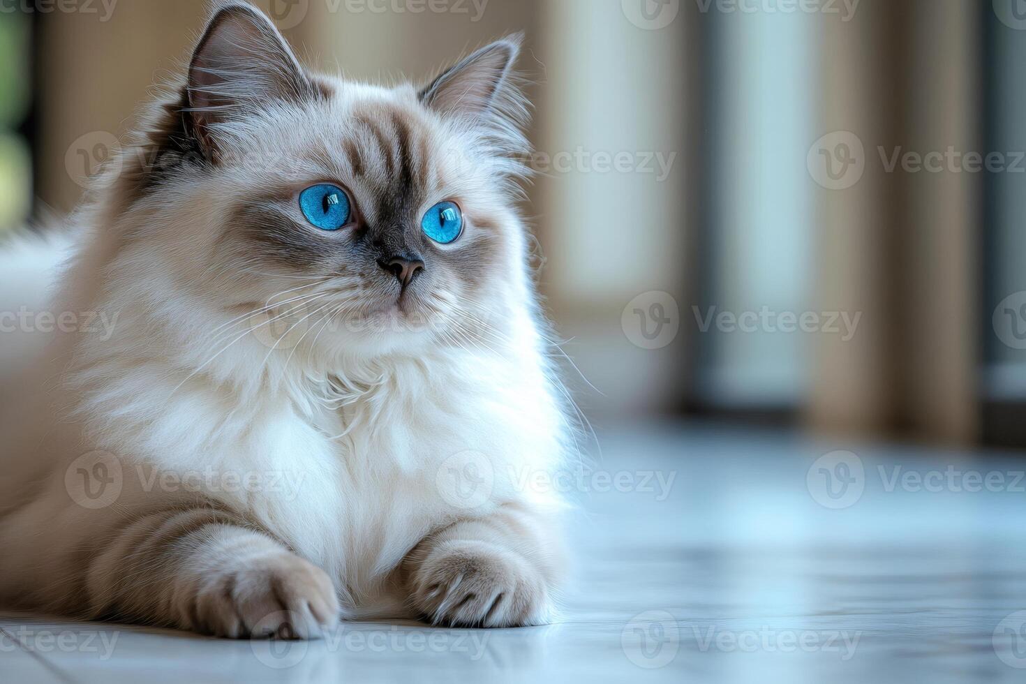Adorable ragdoll cat relaxing on the floor with captivating blue eyes photo