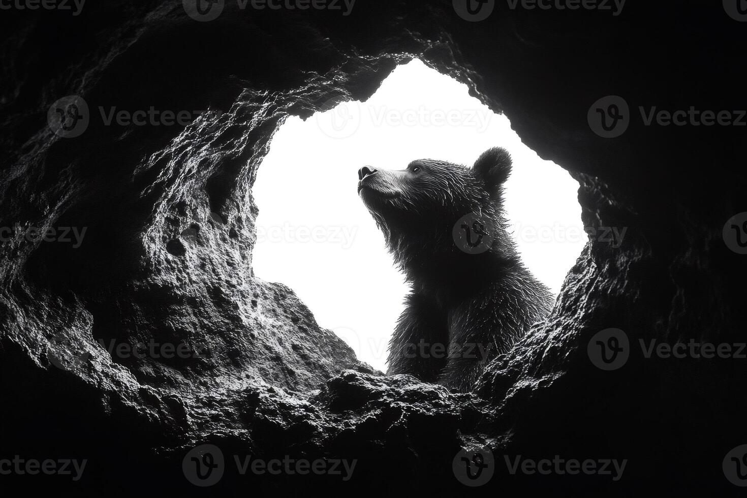 Curious brown bear looking out of its dark cave photo