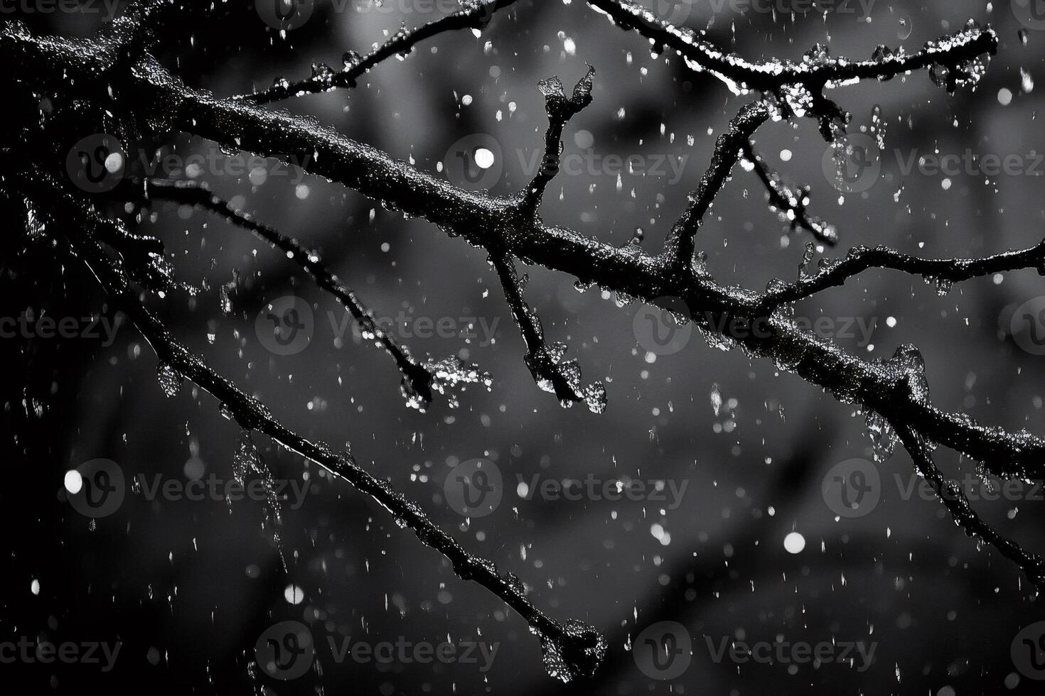 Rain drops freezing on tree branches during winter storm photo