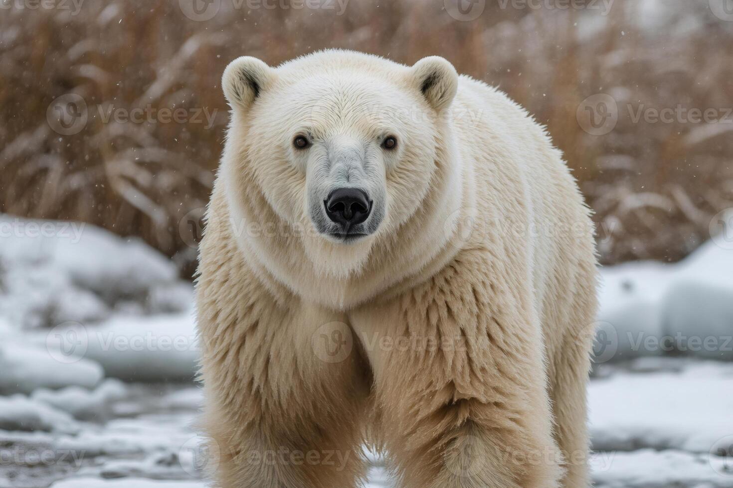 Polar bear walking in the snow during snowfall photo