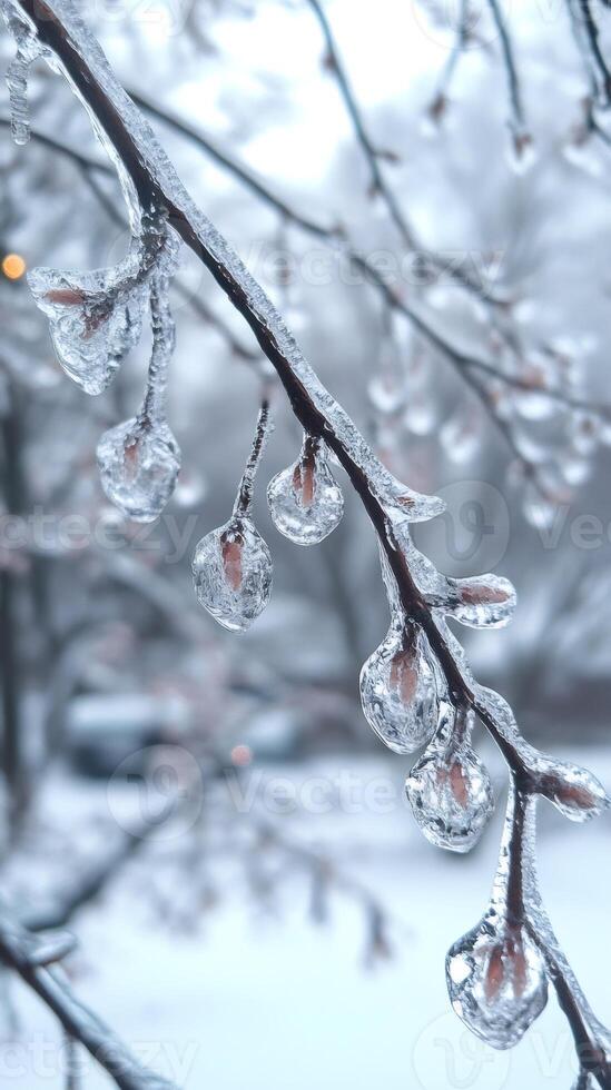 Frozen rain covering tree branches during winter ice storm photo