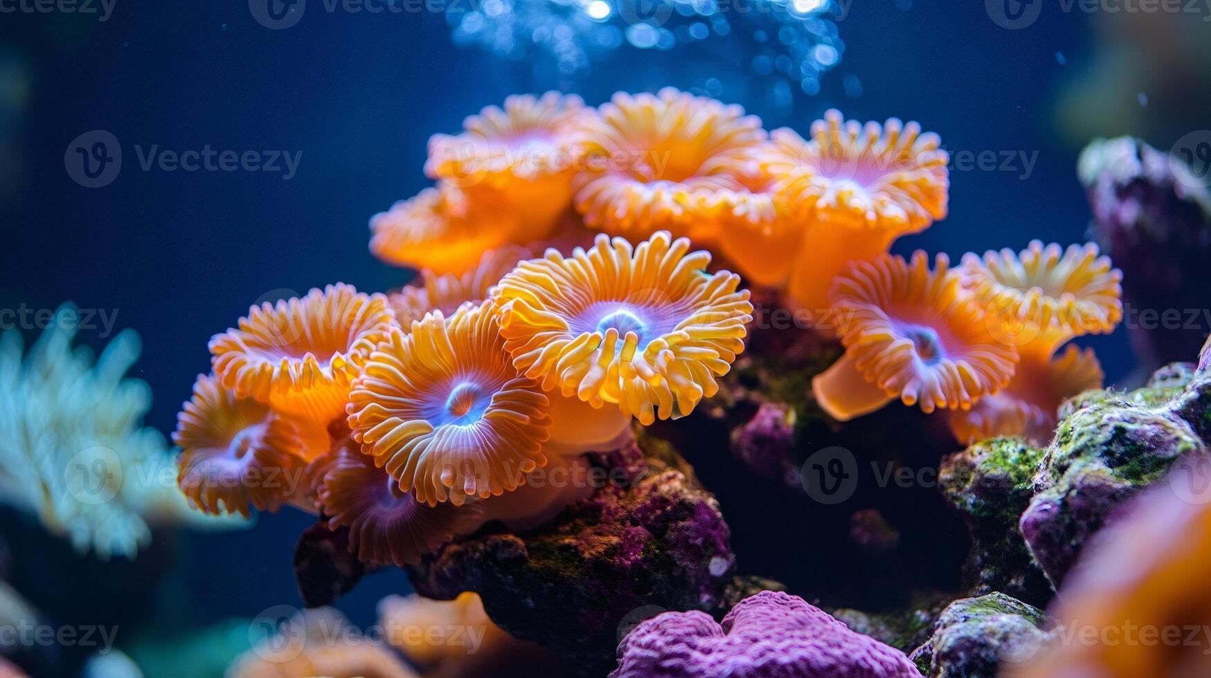 Vibrant orange coral polyps thriving in a reef aquarium environment photo