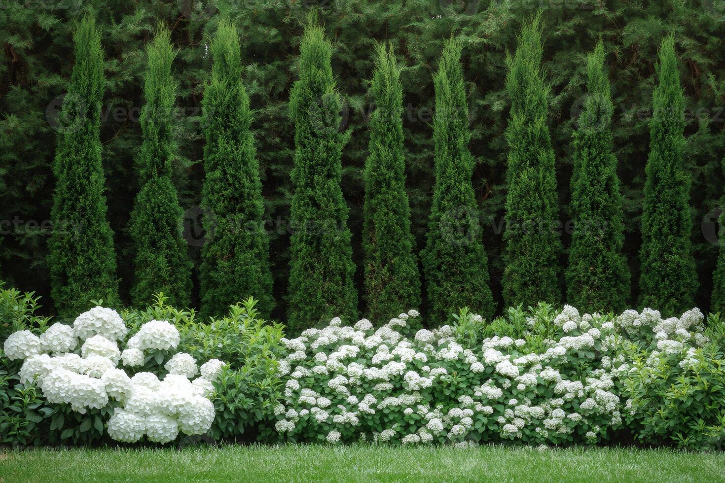 Manicured hedge and white hydrangeas creating a beautiful garden border photo