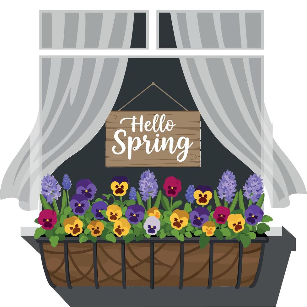 A vibrant flower box brimming with colorful pansies and hyacinths beneath sheer white curtains in a cozy spring-themed window illustration vector