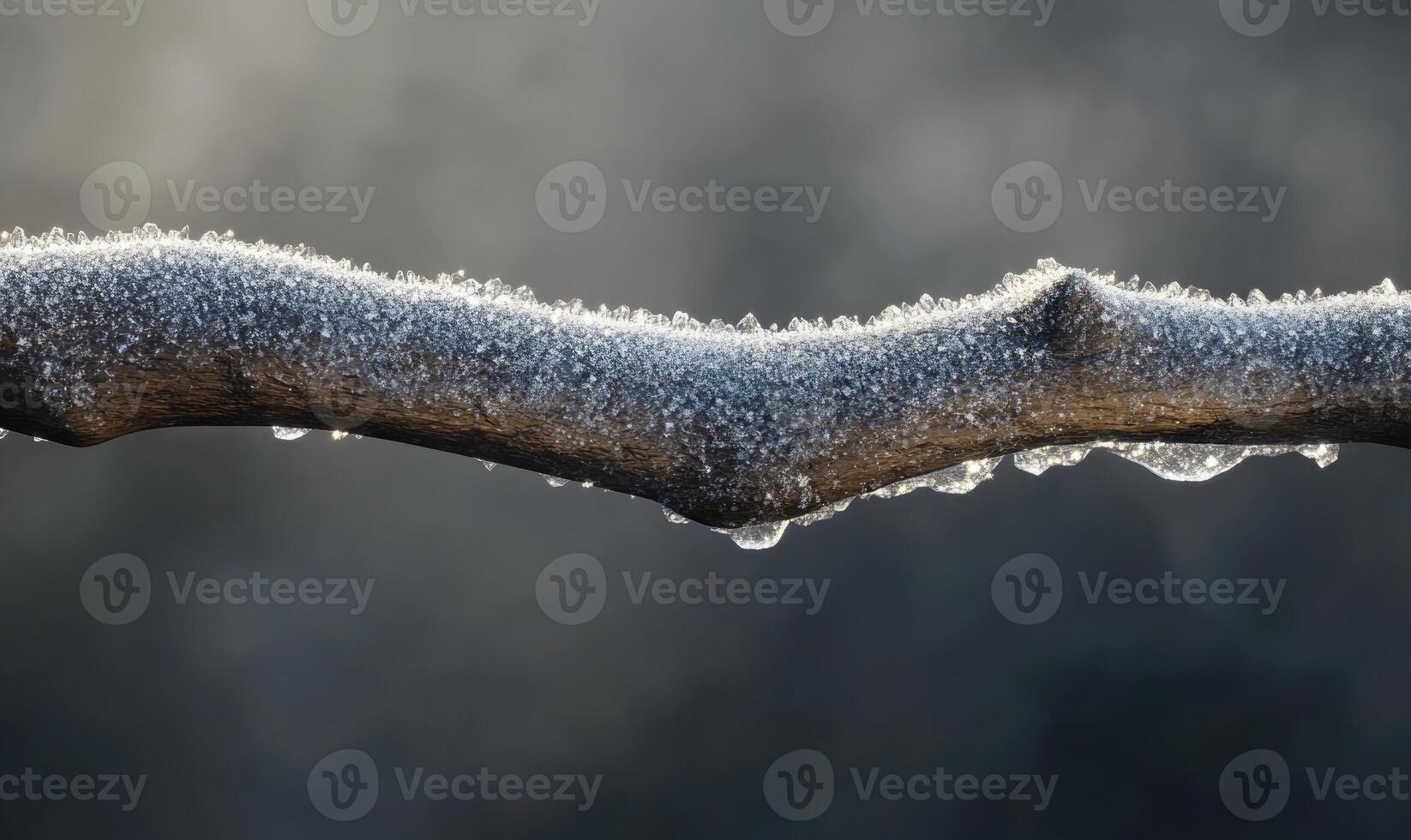 a frozen branch with ice crystals hanging from it photo
