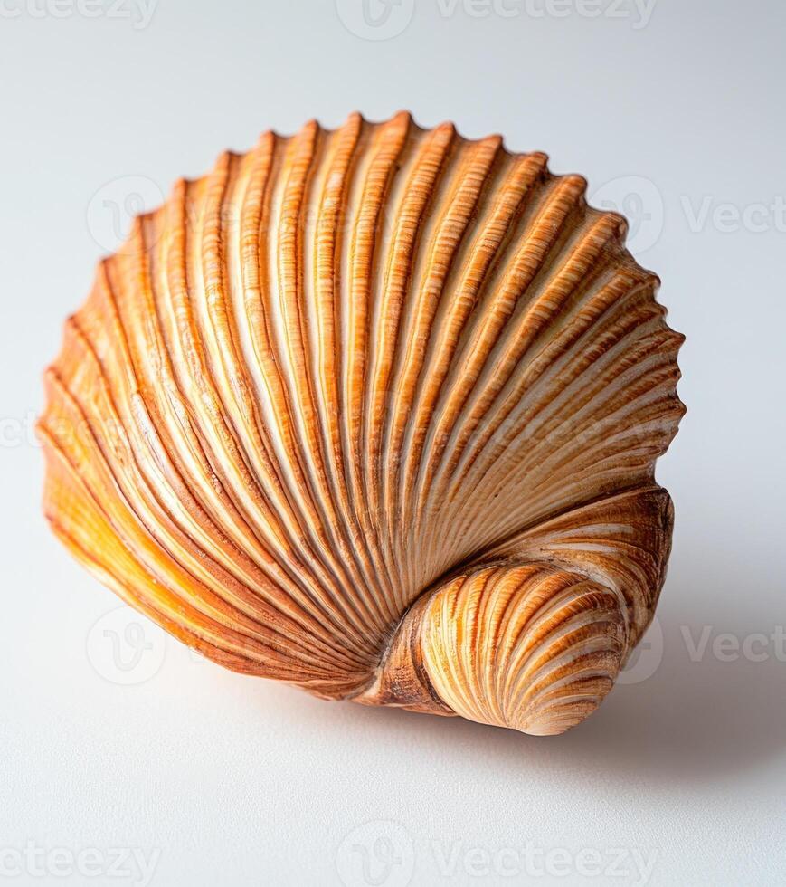 A shell is shown with a brown and white pattern photo