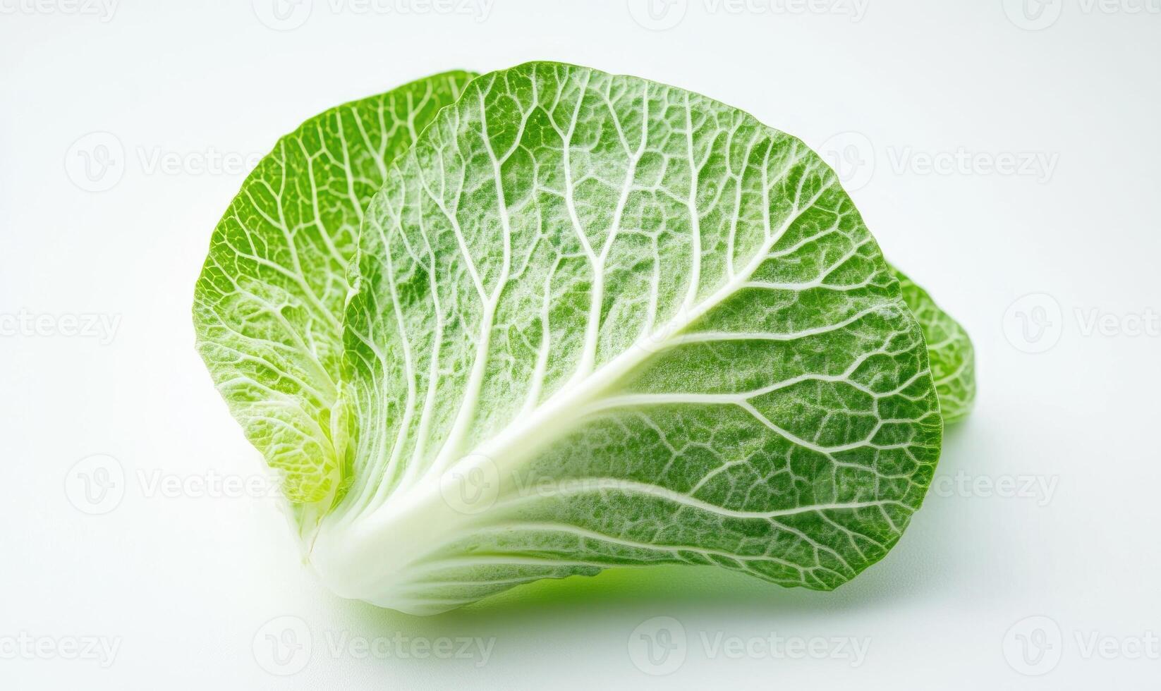 a close up of a green leaf on a white background photo