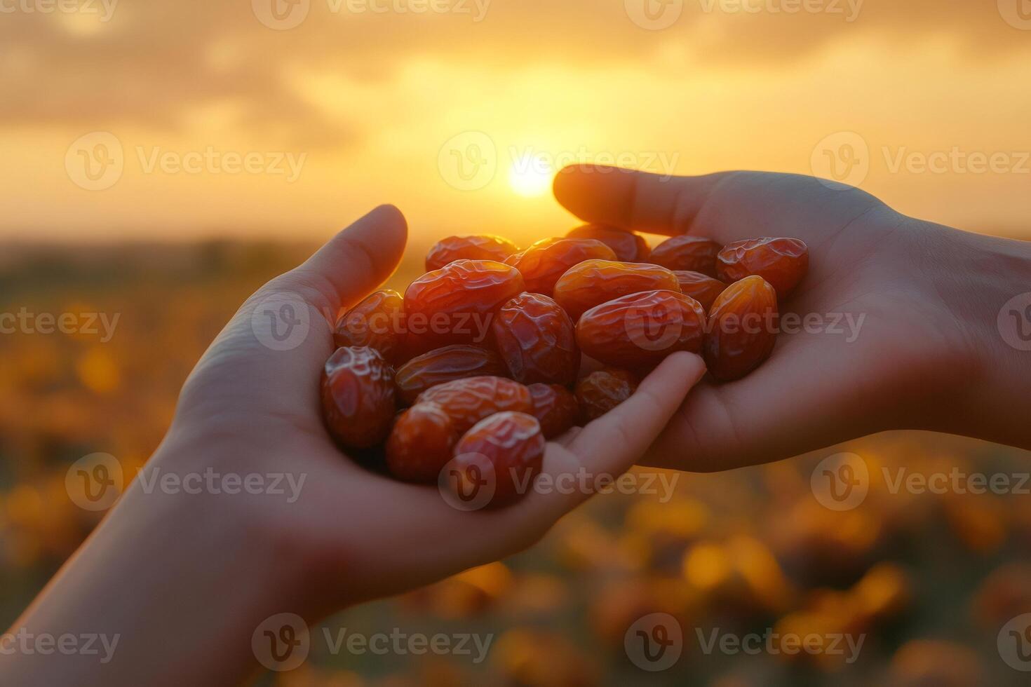 Farmers holding dates at sunset in cultivated field photo