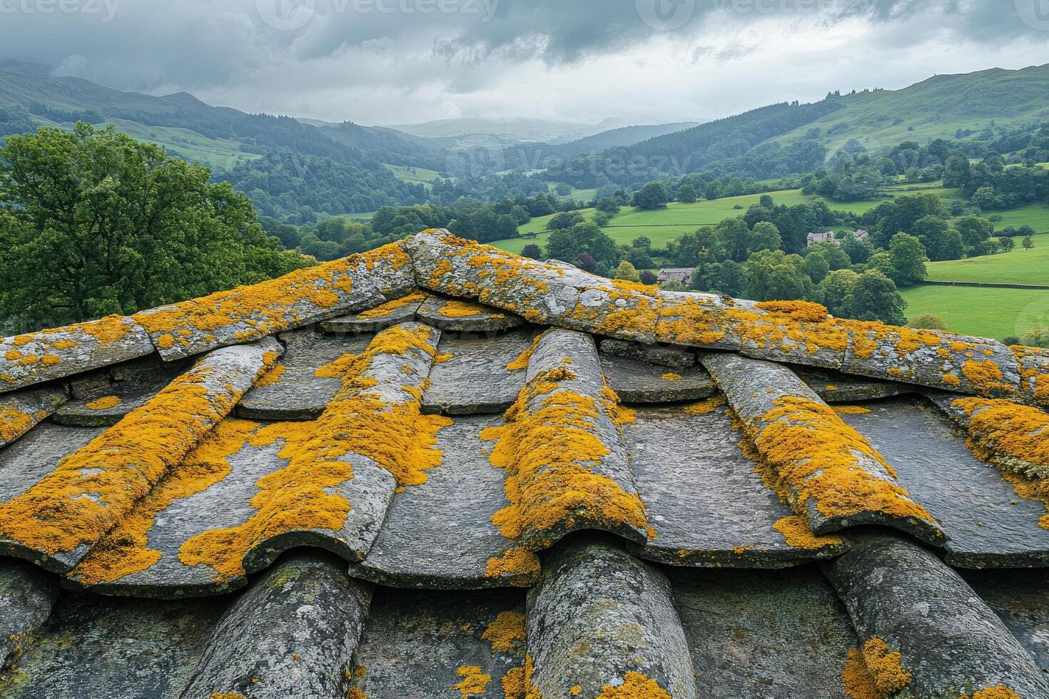 Yellow moss growing on a roof with a valley view in the background photo