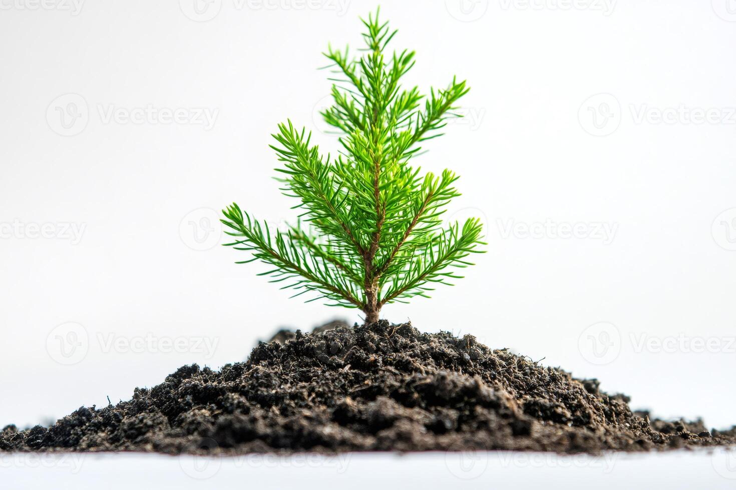 Small evergreen sapling growing in fertile soil on white background photo