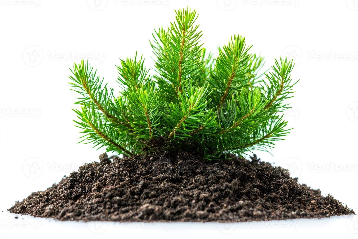 Young pine tree growing in a pile of dirt on white background photo