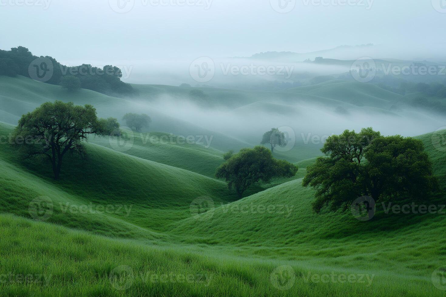 Rolling green hills and lone trees in morning mist photo