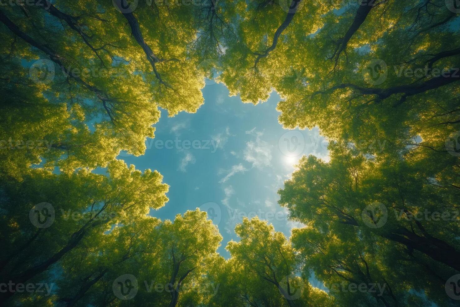 Bright sun shining through green trees canopy in forest photo