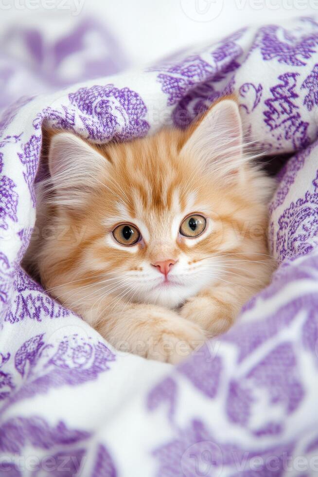 Fluffy kitten nestled in cozy lavender-patterned blankets in a warm bedroom setting with soft lighting photo