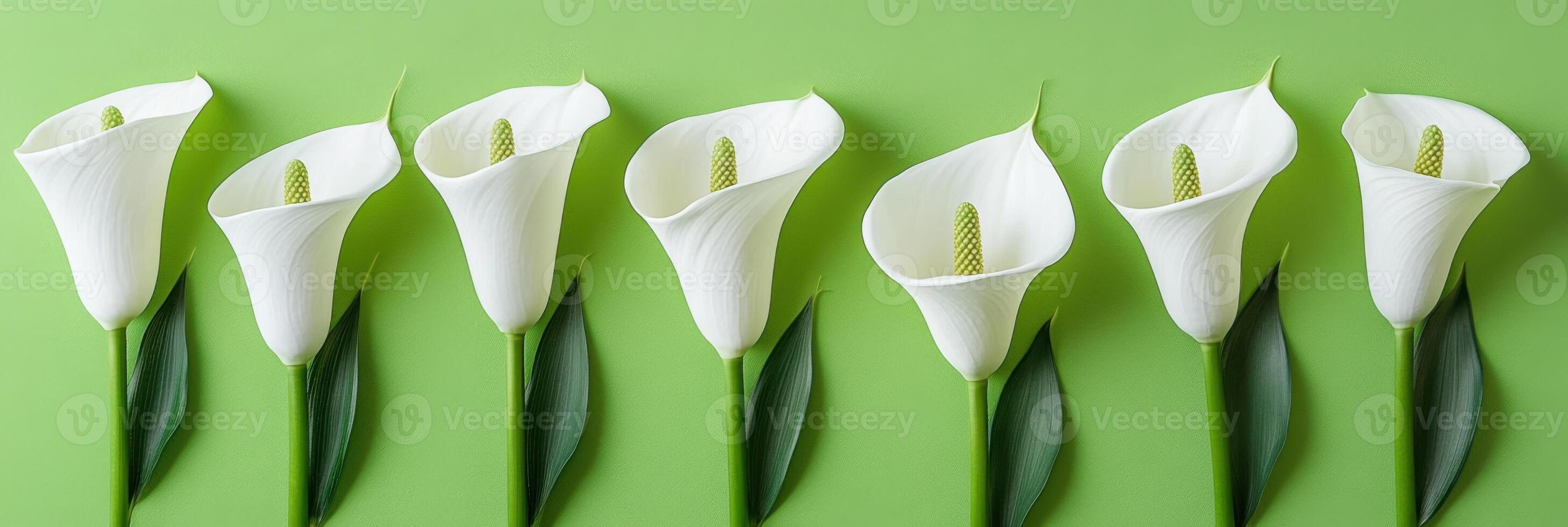 Artistic composition of geometric white flowers arranged in a symmetrical pattern on a bright green background photo