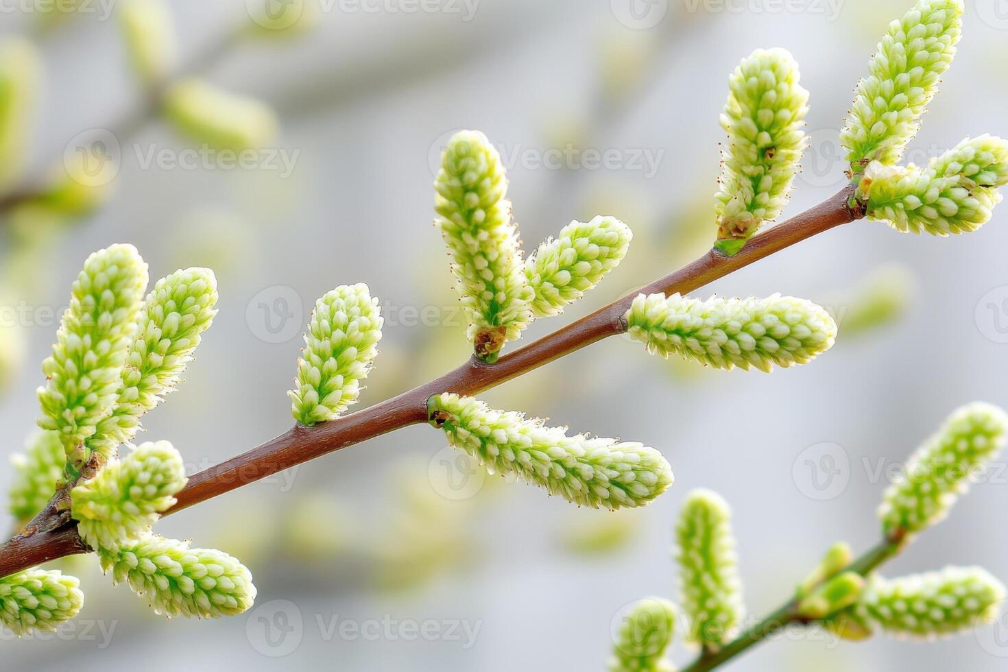 Budding willow branches display soft catkins in muted spring colors under gentle natural lighting photo