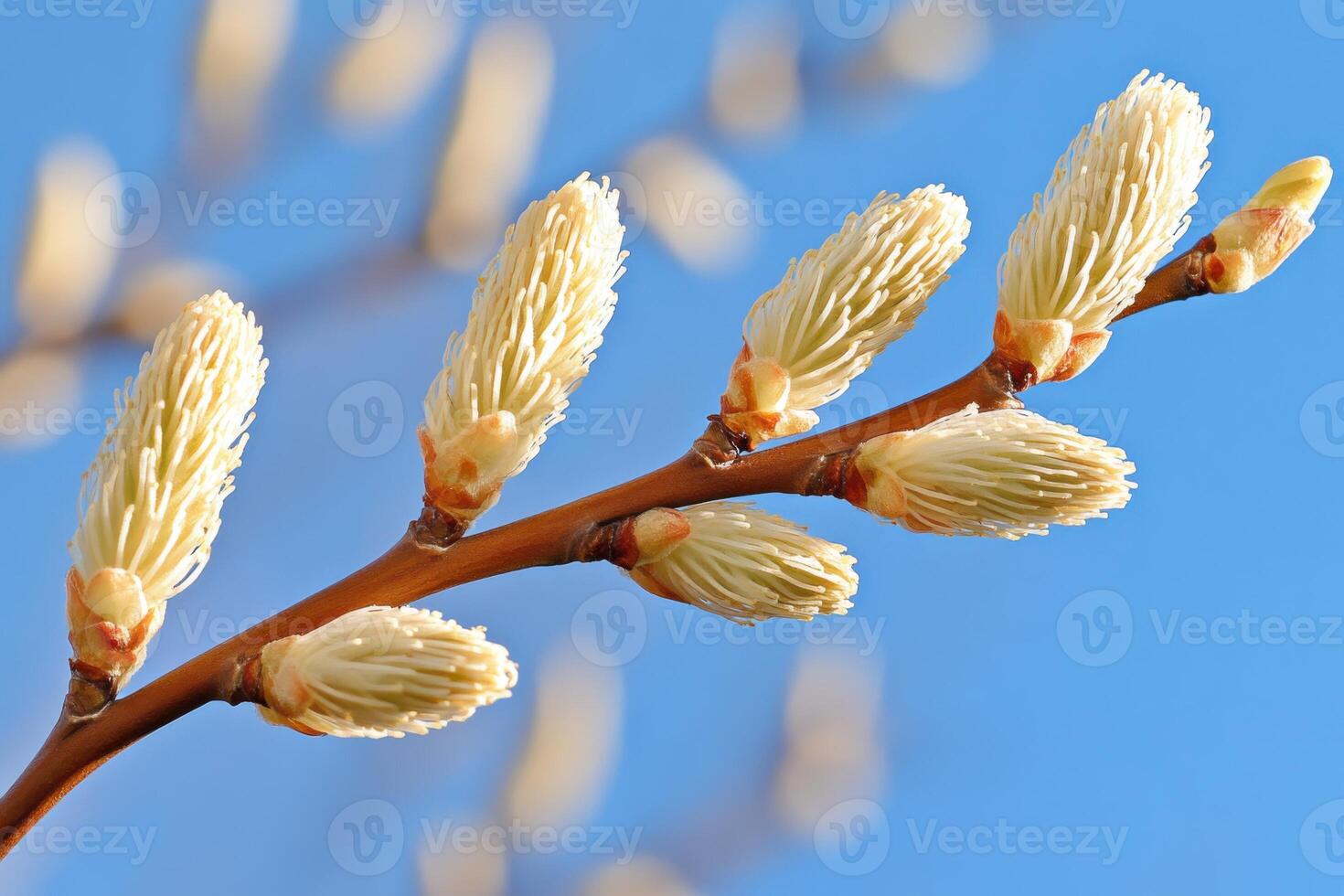 Budding willow branches adorned with soft catkins reveal delicate spring textures in natural light photo