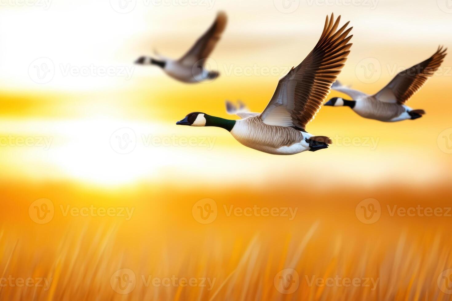 Flock of geese flying over golden-yellow fields at dawn under a transitioning sky photo