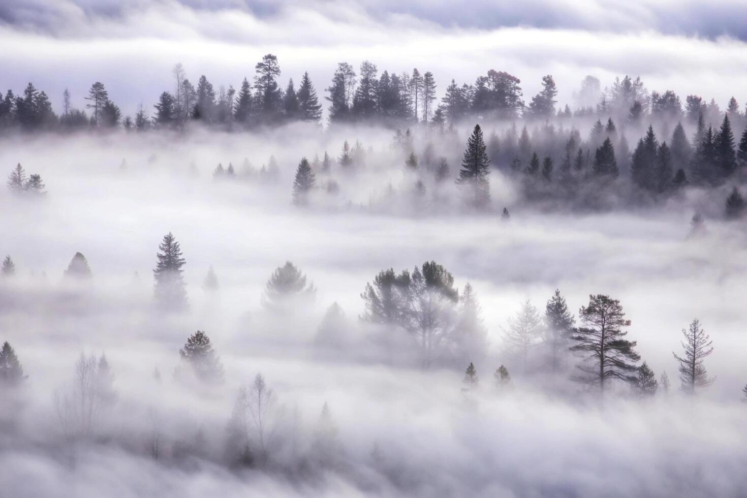 Misty Mountain Forest Scene with Fog Rolling Through the Trees photo