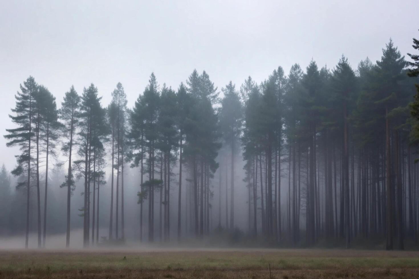 Misty Morning in a Pine Forest Tranquil Serene Nature Scene photo