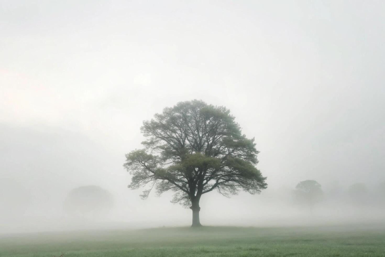 Solitary Tree in a Misty Field A Serene Landscape Photography photo