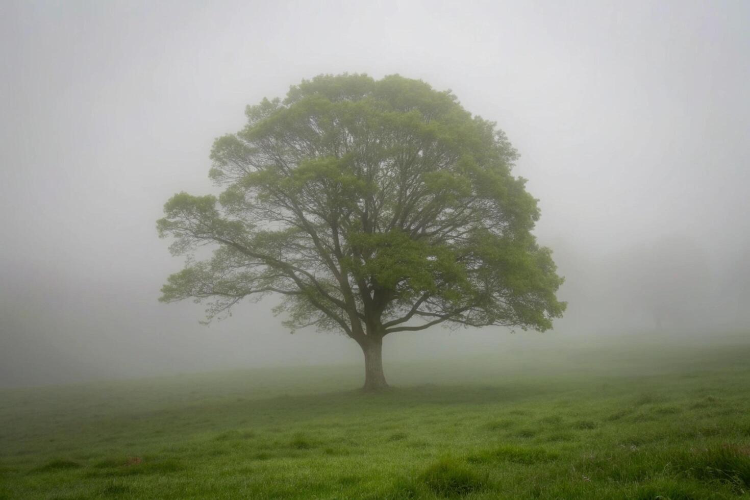 Solitary Tree in a Misty Green Field a Peaceful and Serene Landscape Photograph photo