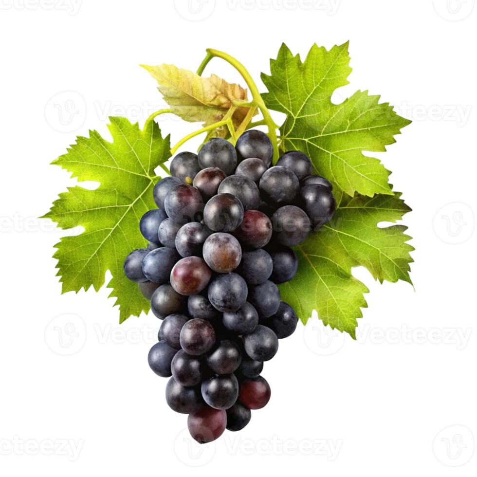 A bunch of grapes with leaves on a white background photo