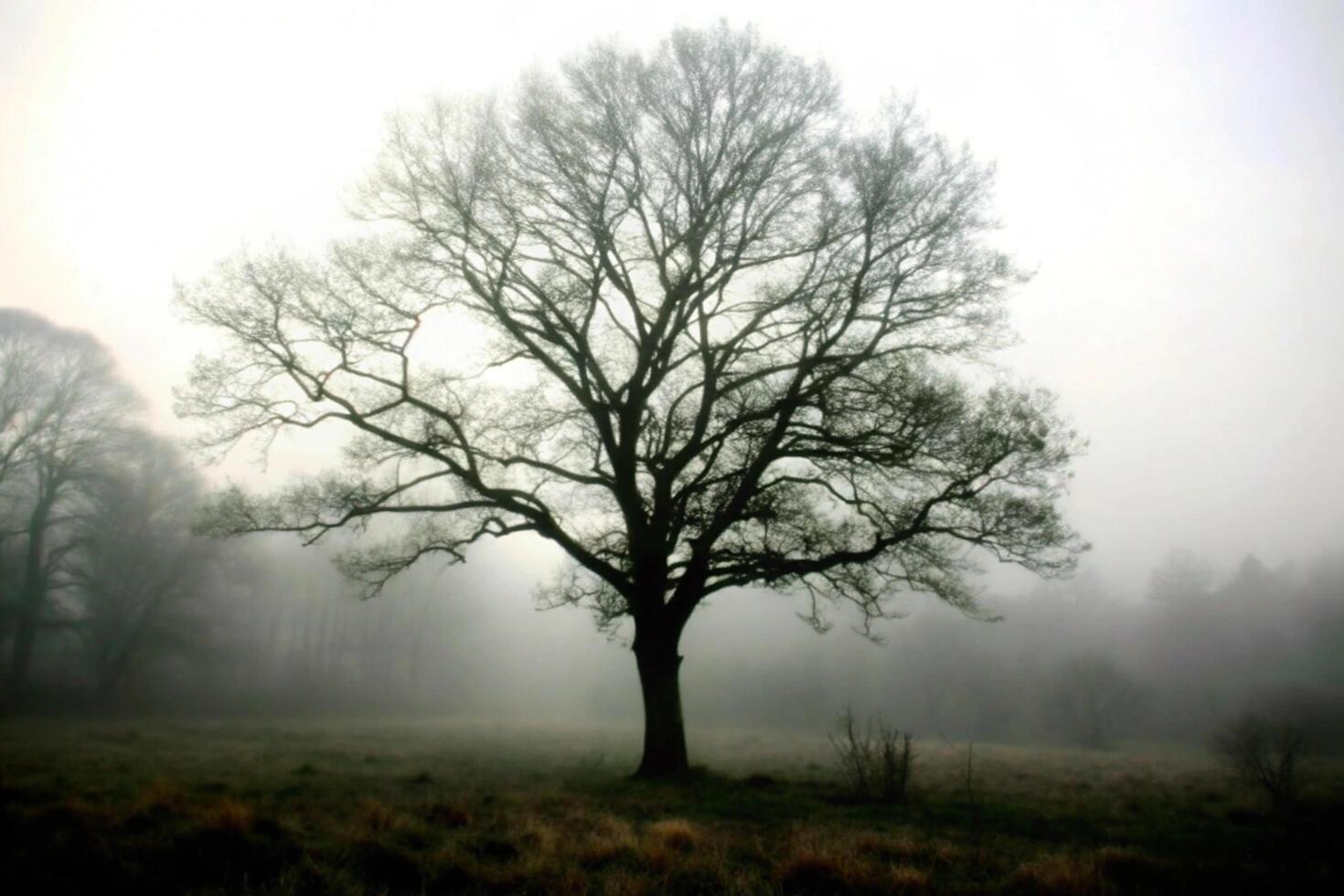 A solitary tree stands in a misty field, its bare branches reaching towards a pale sky, creating a serene photo