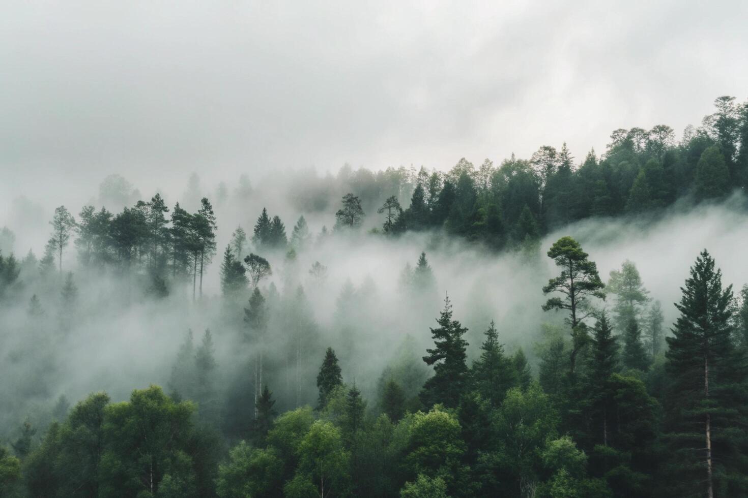 Misty Mountain Forest Landscape A Serene View of Fog Enveloped Evergreen Trees photo