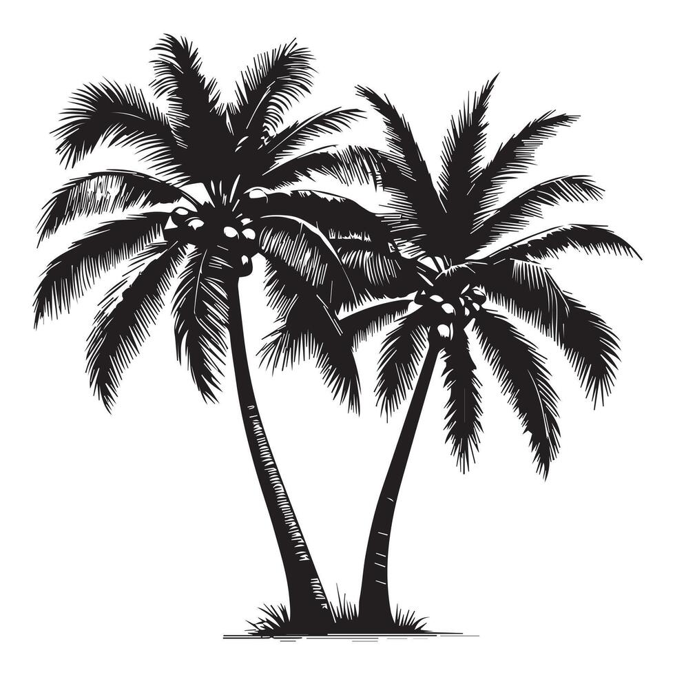 Tropical Palm Trees Black and White Drawing vector