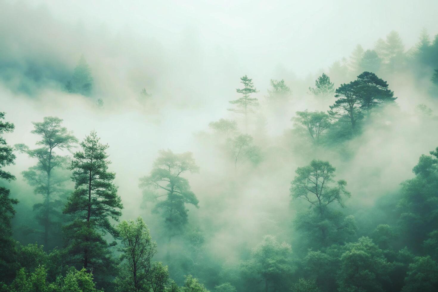 Misty Mountain Forest Landscape Serene Nature Scene Tranquil Green Trees Foggy Atmosphere Peaceful Environment Picturesque View photo