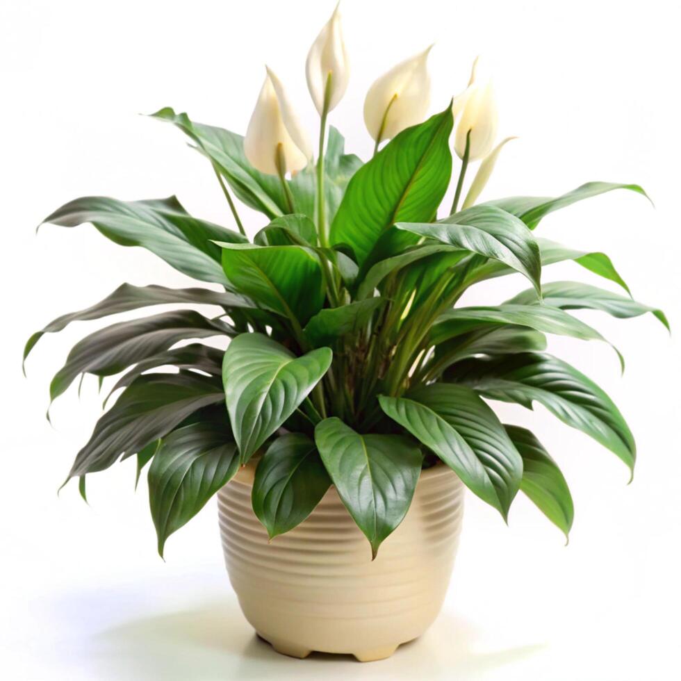 Beautiful Peace Lily Plant in a Beige Pot with Lush Green Leaves and Elegant White Flowers photo