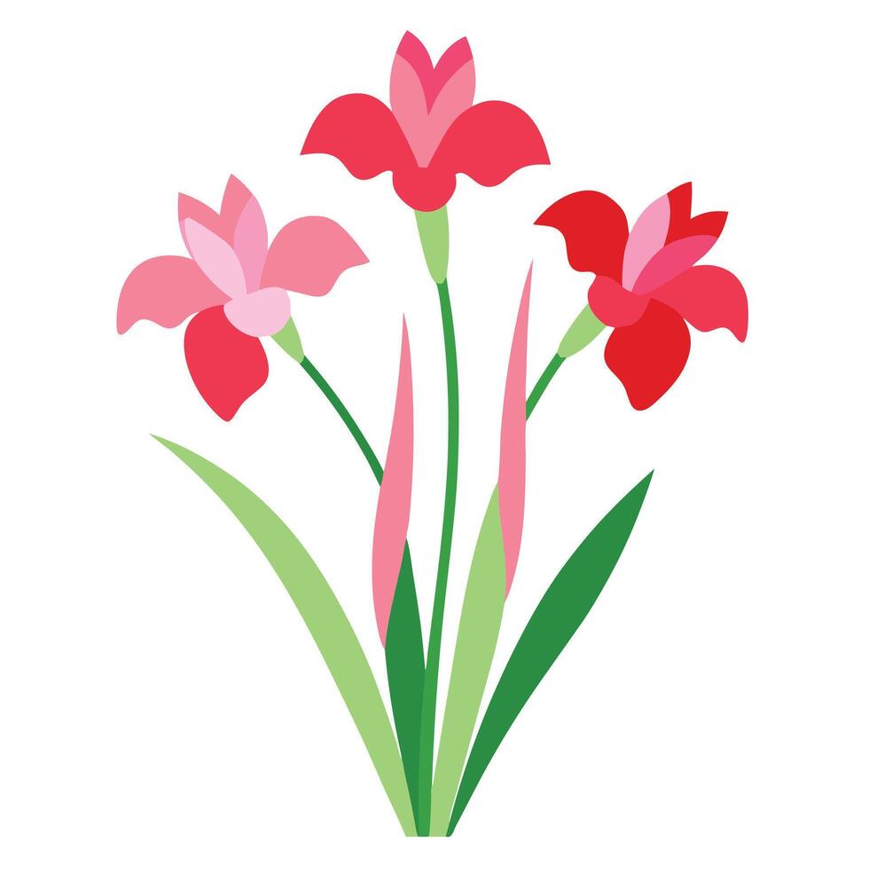 A flower with red and pink petals on a white background vector